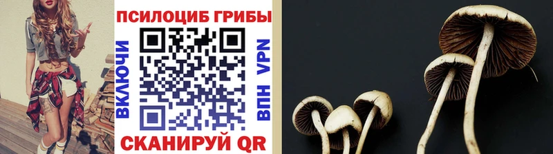 Купить закладки  Луза  Галлюциногенные грибы Cubensis 